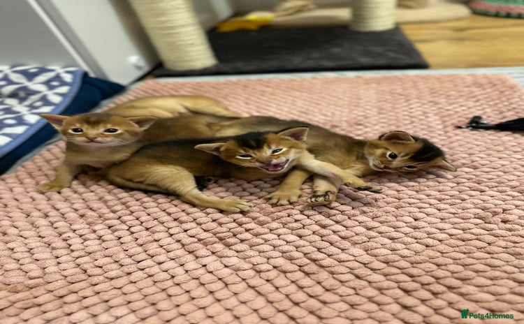 Abyssinian cats - Advert 8