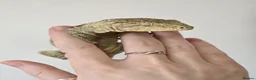 Gecko reptiles for sale: Leachianus Gecko will be high pinks/ high pattern  - Advert 7