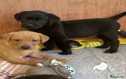 Labrador Retriever dogs for sale: Black and red KC Labrador puppies  - Image 2