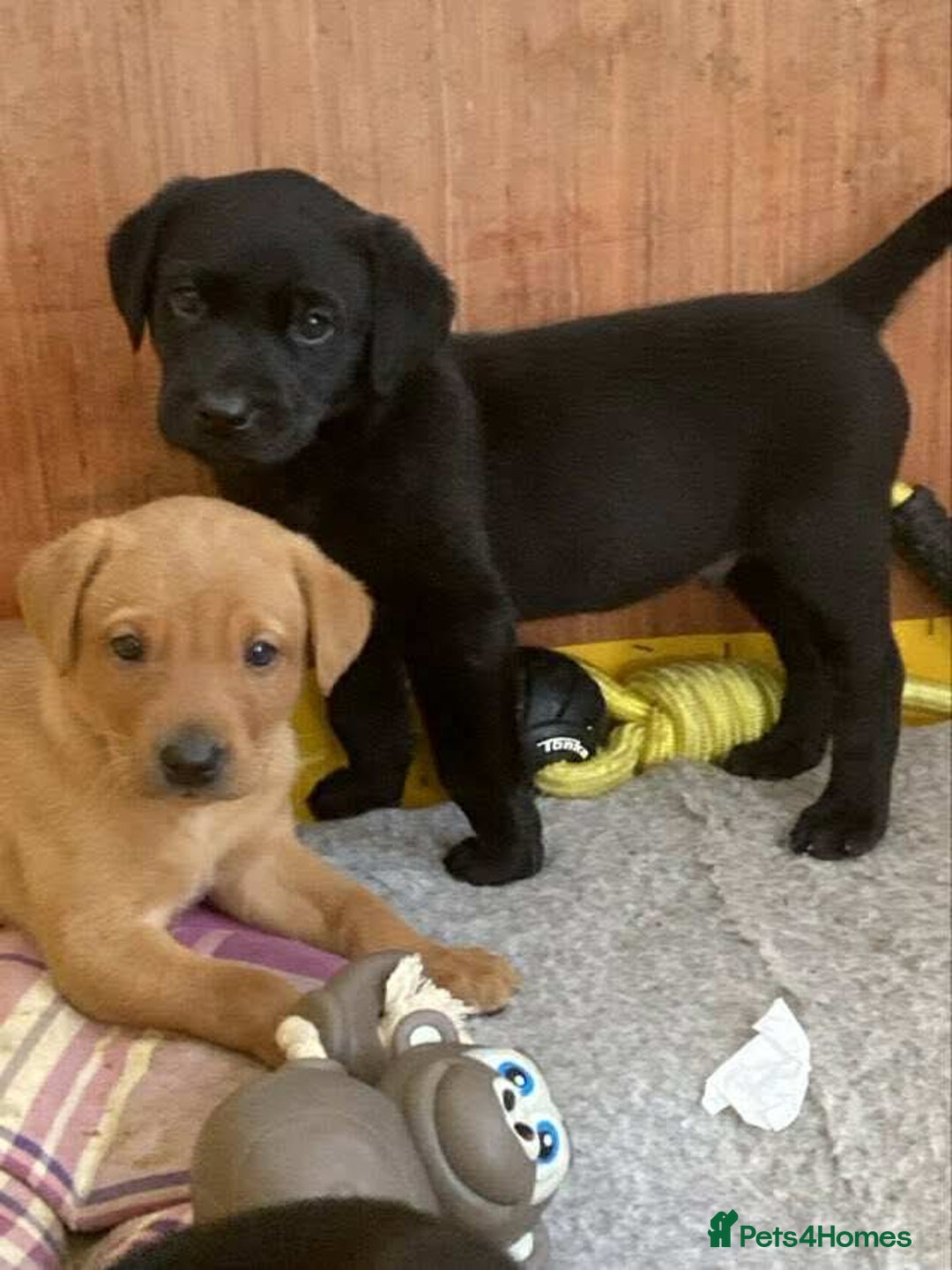 Labrador Retriever dogs for sale: Black and red KC Labrador puppies  - Image 2