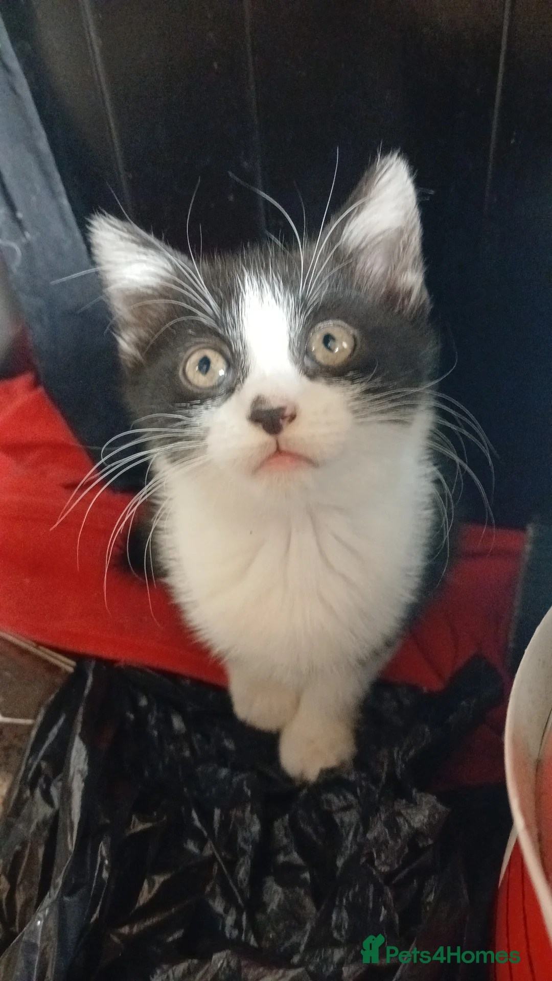 Domestic Shorthair cats for sale: 9 week old kittens looking for a new home  in Dudley - Advert 5