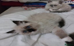 Ragdoll cats for sale: Beautiful adorable Ragdoll kittens.  - Image 13