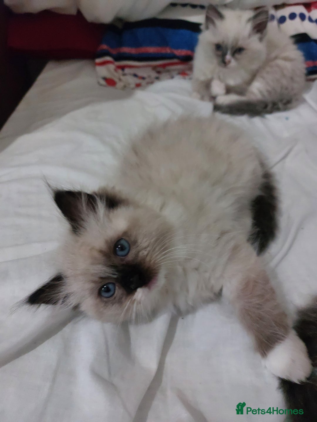 Ragdoll cats for sale: Beautiful adorable Ragdoll kittens.  - Image 13