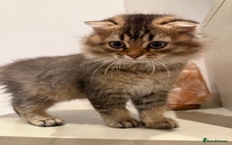 British Longhair cats for sale: British long hair  - Image 10