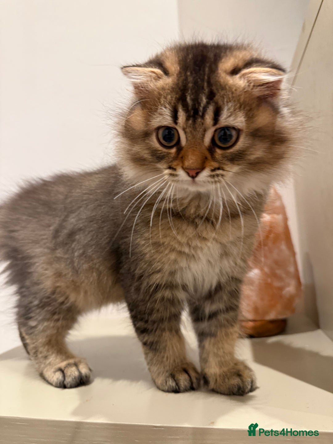 British Longhair cats for sale: British long hair  - Image 10