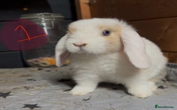 Mini Lop rabbits for sale: 8 beautiful friendly baby mini lops  - Image 1