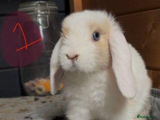 Mini Lop rabbits - Advert 1