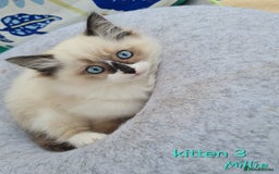 Ragdoll cats for sale: Beautiful ragdoll kittens 1 female left - Image 11