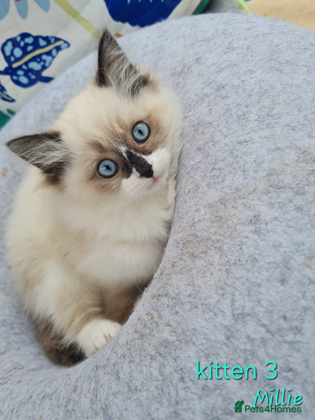 Ragdoll cats for sale: Beautiful ragdoll kittens 1 female left - Image 11