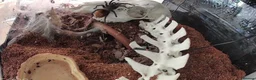 Tarantulas invertebrates for sale: 4x female adult large tarantulas  - Advert 4