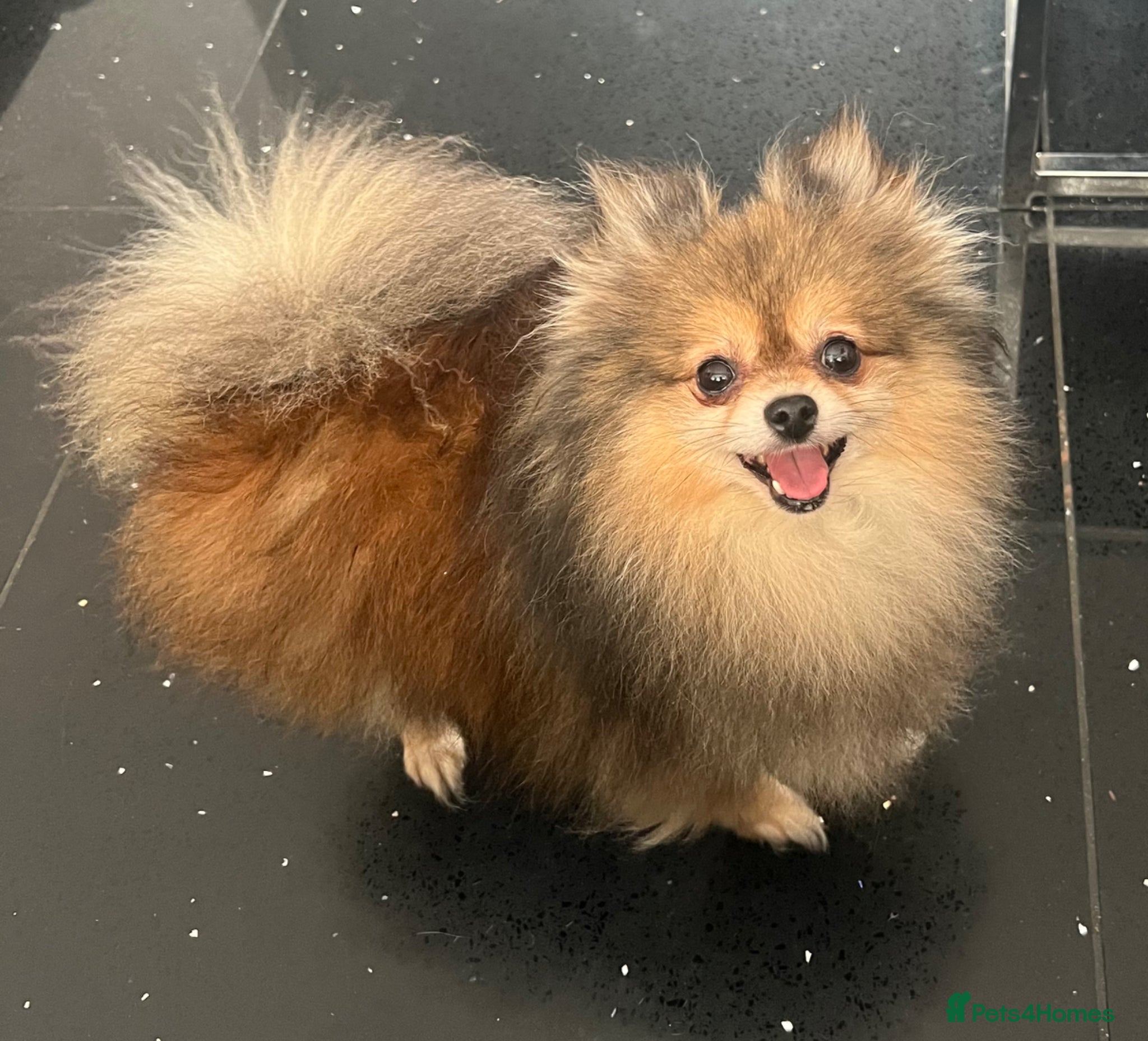 Pomeranian dogs for sale: Pomeranian Puppies Black & Tan Chocolate Sable - Advert 21