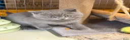 British Shorthair cats for sale: Blue BSH kittens - Advert 7