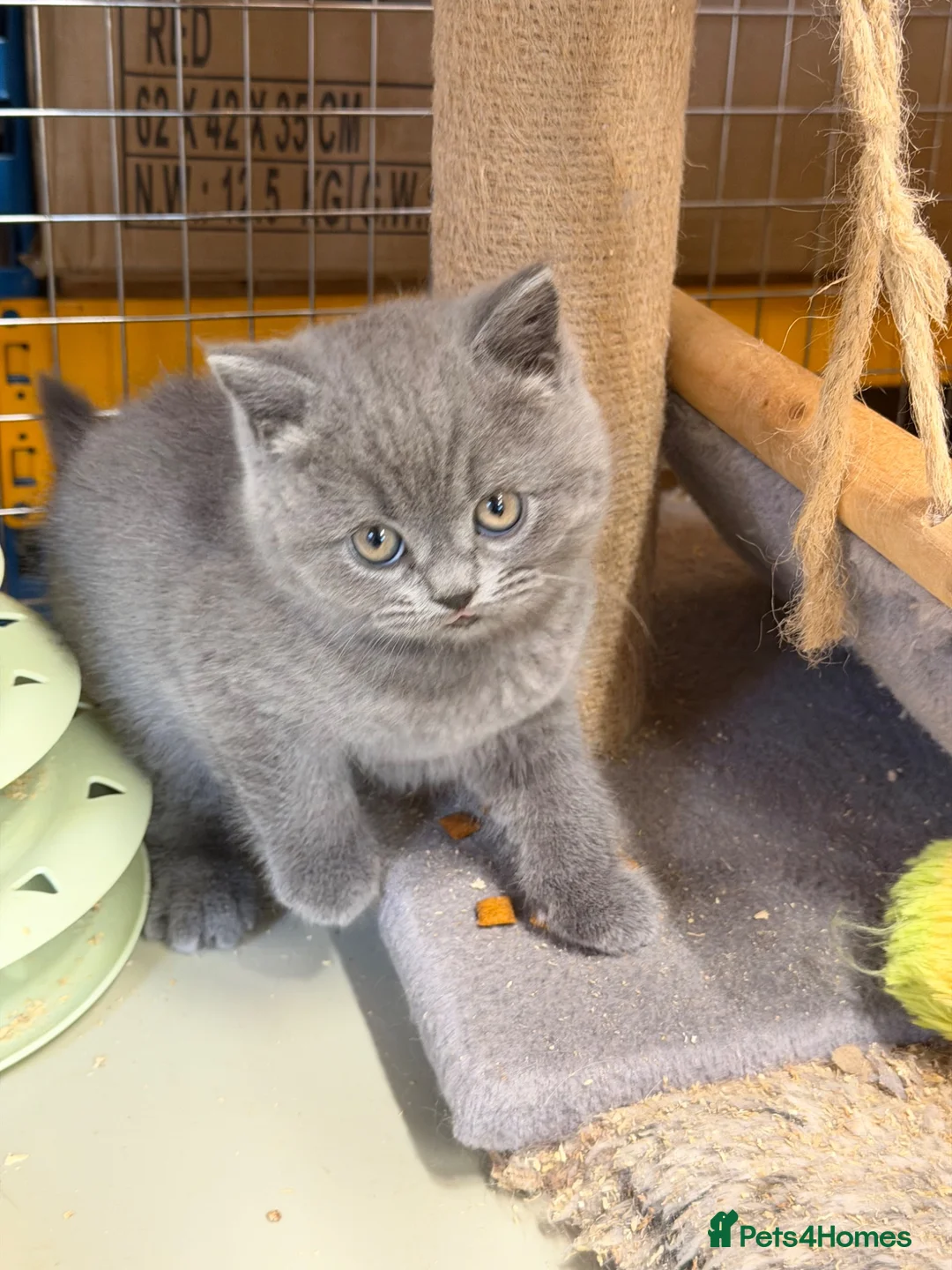 British Shorthair cats for sale: Blue BSH kittens - Advert 7