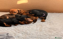 Miniature Dachshund dogs for sale: 5 gorgeous miniature dachshund puppies for sale  - Image 6