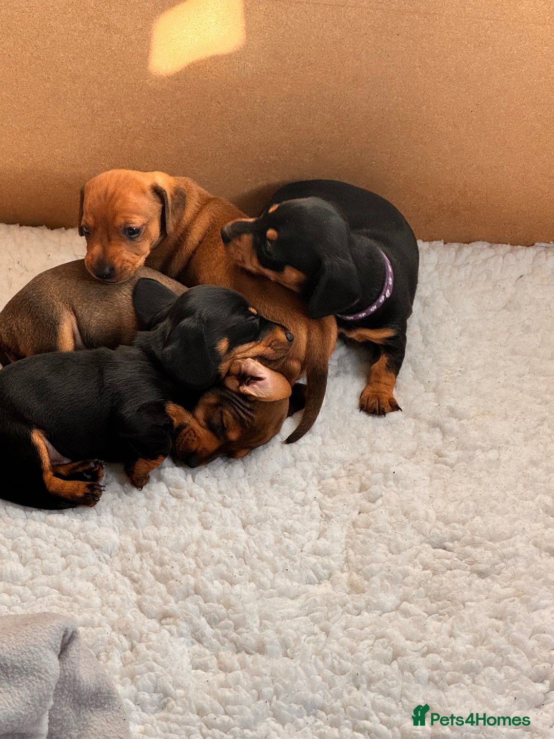 Miniature Dachshund dogs for sale: 5 gorgeous miniature dachshund puppies for sale  - Image 6