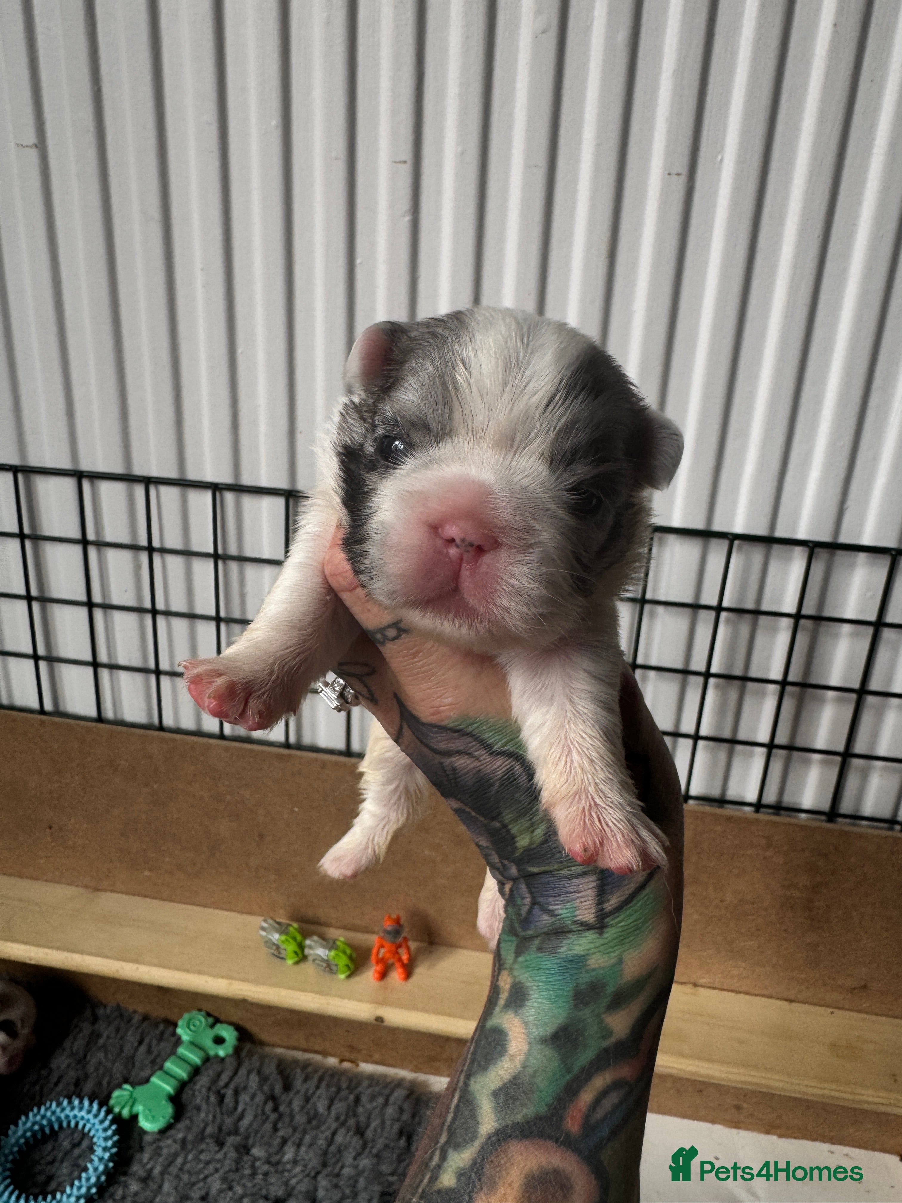 French Bulldog dogs French bulldogs all visual fluffys - Advert 2