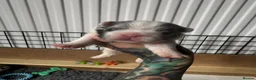 French Bulldog dogs for sale: French bulldogs all visual fluffys - Advert 2