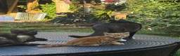 Mixed Breed cats for sale: Cute Kittens  in Doncaster - Advert 5