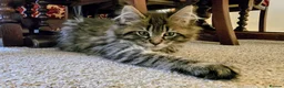 Maine Coon cats for sale: Beautiful Lady Orange Maine Coon Kitten - Advert 10