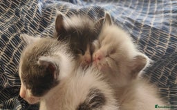 Mixed Breed cats for sale: Ragdoll X russian blue kittens - Image 12