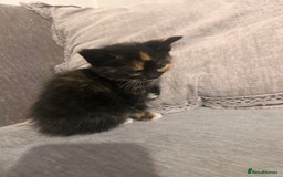 British Shorthair cats for sale: British short hair x toriti  - Image 3