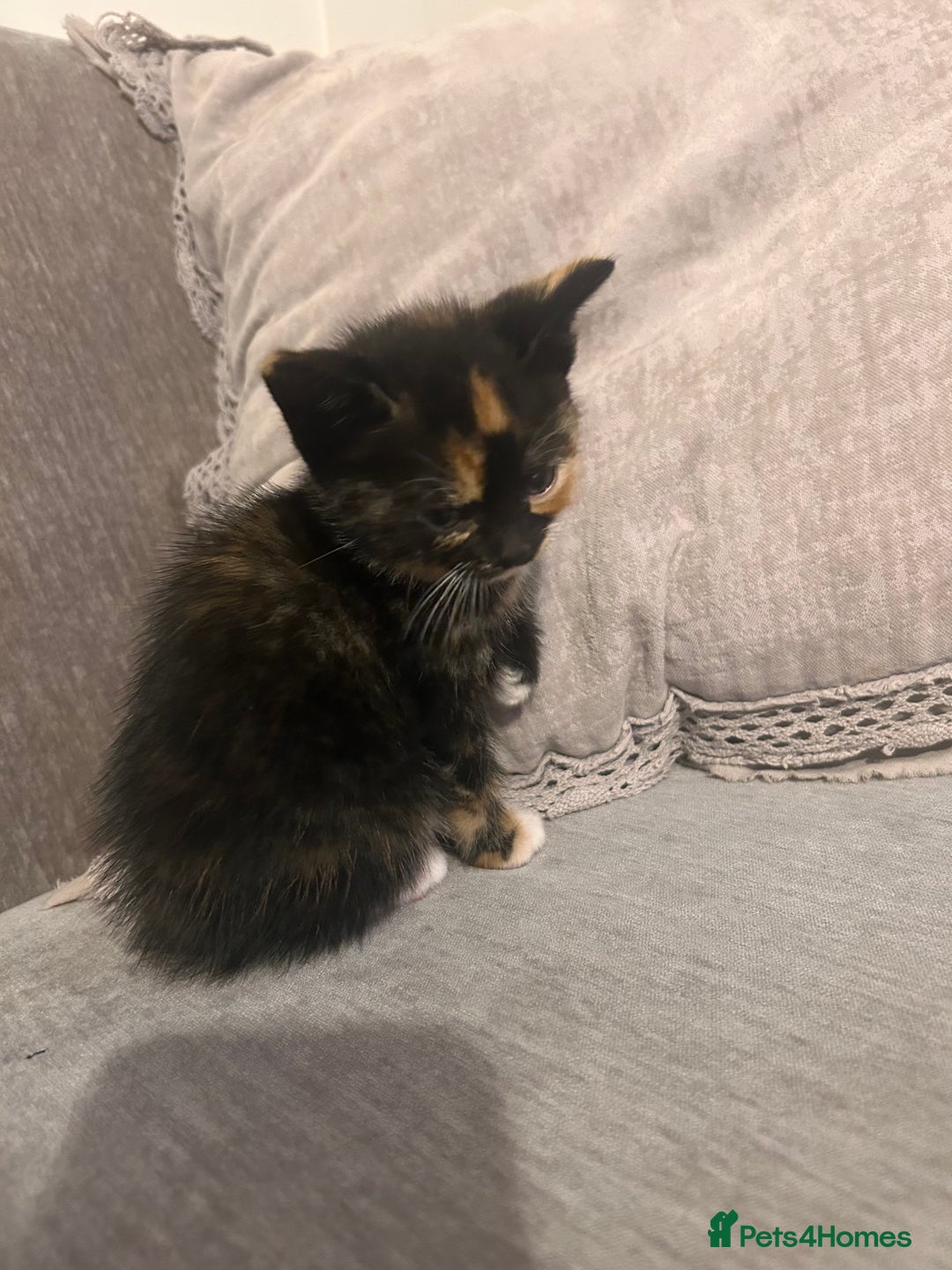 British Shorthair cats for sale: British short hair x toriti  - Image 3