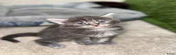 Maine Coon cats for sale: Beautiful Baby Maine Coon Kittens - Advert 10