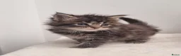 Maine Coon cats for sale: GCCF Pedigree Maine Coon Kittens for sale  - Advert 34