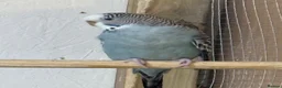 Budgerigars birds for sale: Budgies  - Advert 6