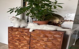 Persian cats for sale: Persian chinchilla kitten  - Image 6