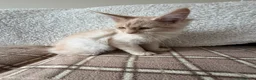 Maine Coon cats for sale: Maine Coon 3/4 Cross Kittens  - Advert 12
