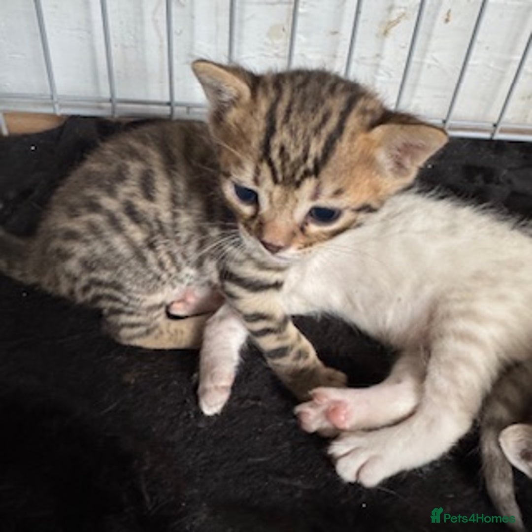 Bengal cats for sale: 4 Gorgeous Bengal Babies - Image 19