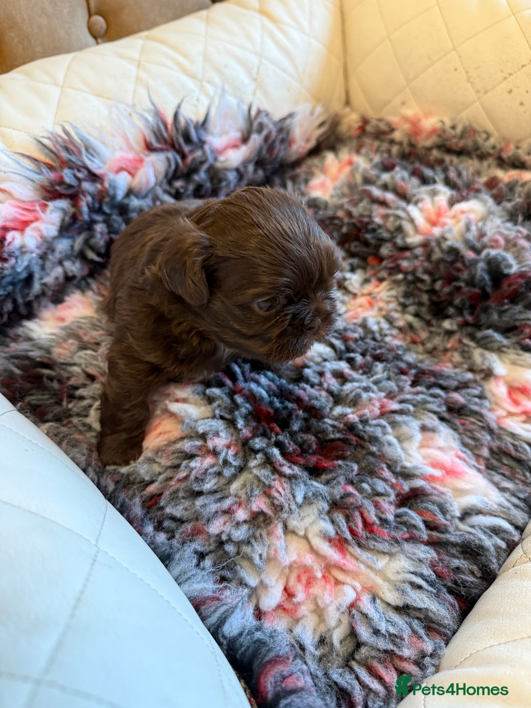 Shih Tzu dogs for sale: IMPERIAL CHOCOLATE SHIHTZU. - Advert 16