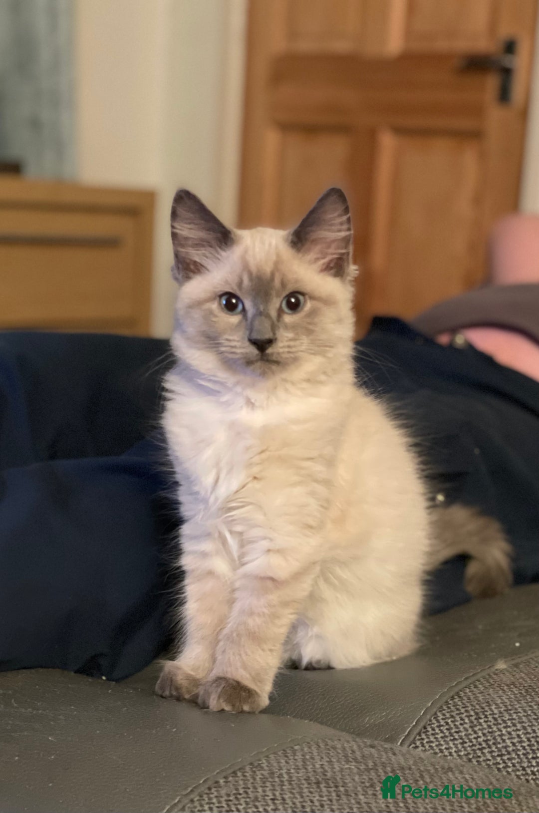 Mixed Breed cats for sale: Adorable kittens - Advert 1