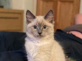 Mixed Breed cats Adorable kittens - Advert 1