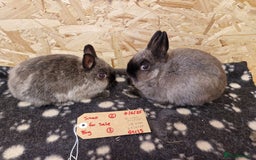 Netherland Dwarf rabbits for sale: Netherland dwarf bunnies for sale - Image 6