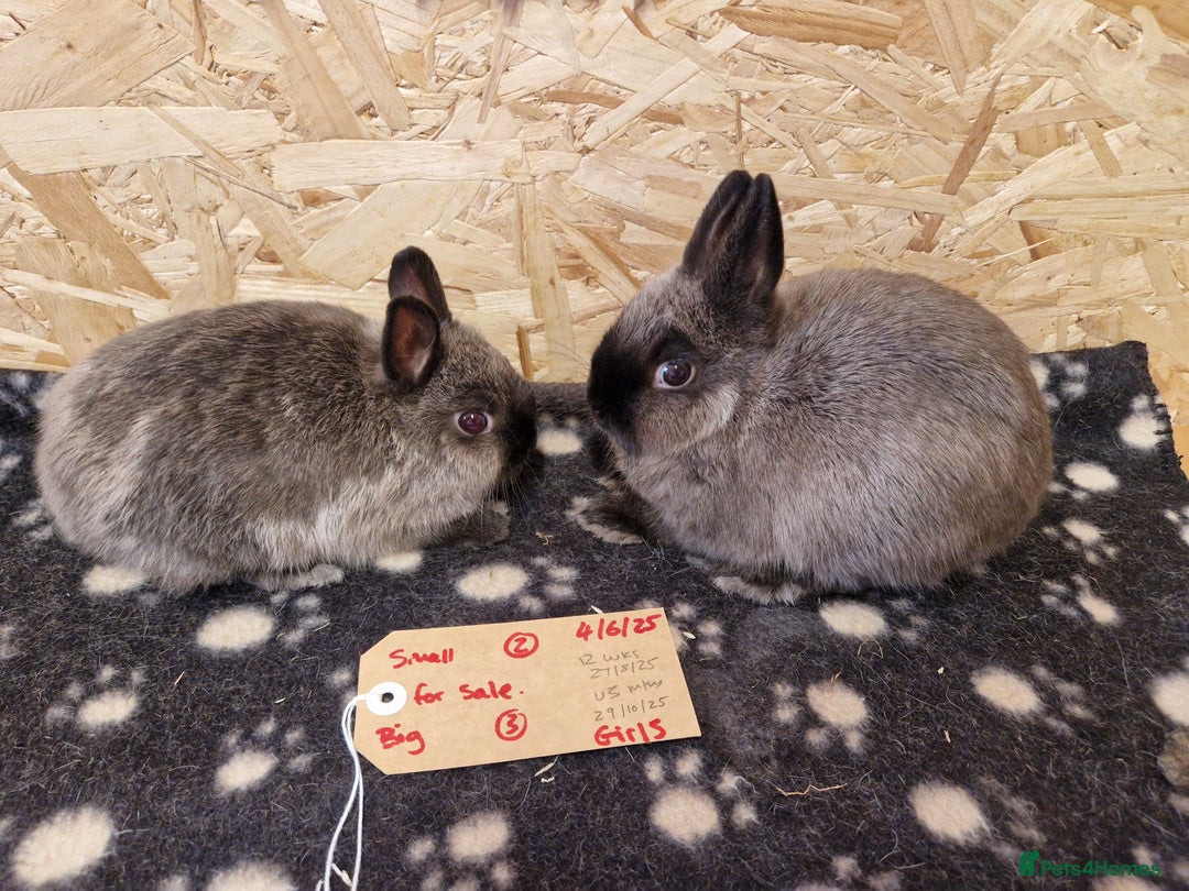 Netherland Dwarf rabbits for sale: Netherland dwarf bunnies for sale - Image 6