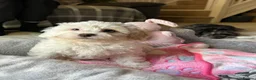 Mixed Breed dogs for sale: Last Girl Remaining - Beautiful Shihpoochon Puppy - Advert 8