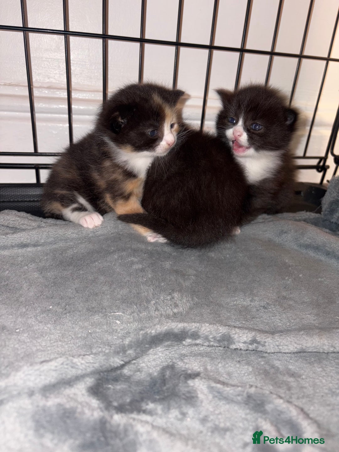 Mixed Breed cats for sale: Adorable Litter of Kittens ready for  🎄🐾 — £150 - Advert 3