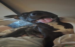 Mixed Breed dogs for sale: Rottweiler x staffy - Image 9