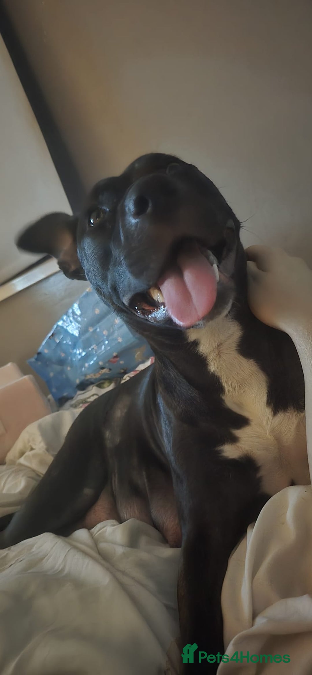 Mixed Breed dogs for sale: Rottweiler x staffy - Image 9