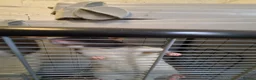 Rat rodents for sale: 5 male rats with large Savic Cage in York - Advert 6