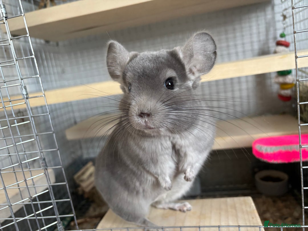 Chinchilla rodents for sale: Ned - Male violet chinchilla 1 year old  - Image 4