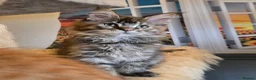 Maine Coon cats for sale: Stunning GCCF Maine Coon kittens - Advert 7