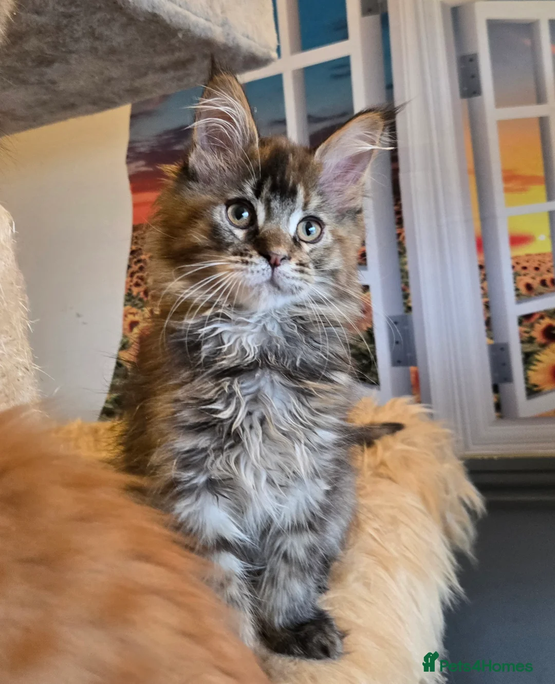 Maine Coon cats for sale: Stunning GCCF Maine Coon kittens - Advert 7