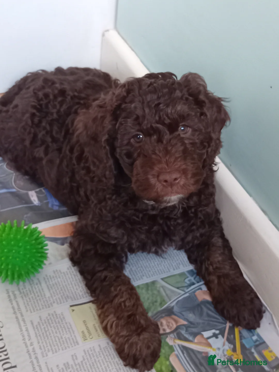 Mini Goldendoodle dogs for sale: Gorgeous Miniature Double Doodle puppies  - Advert 4