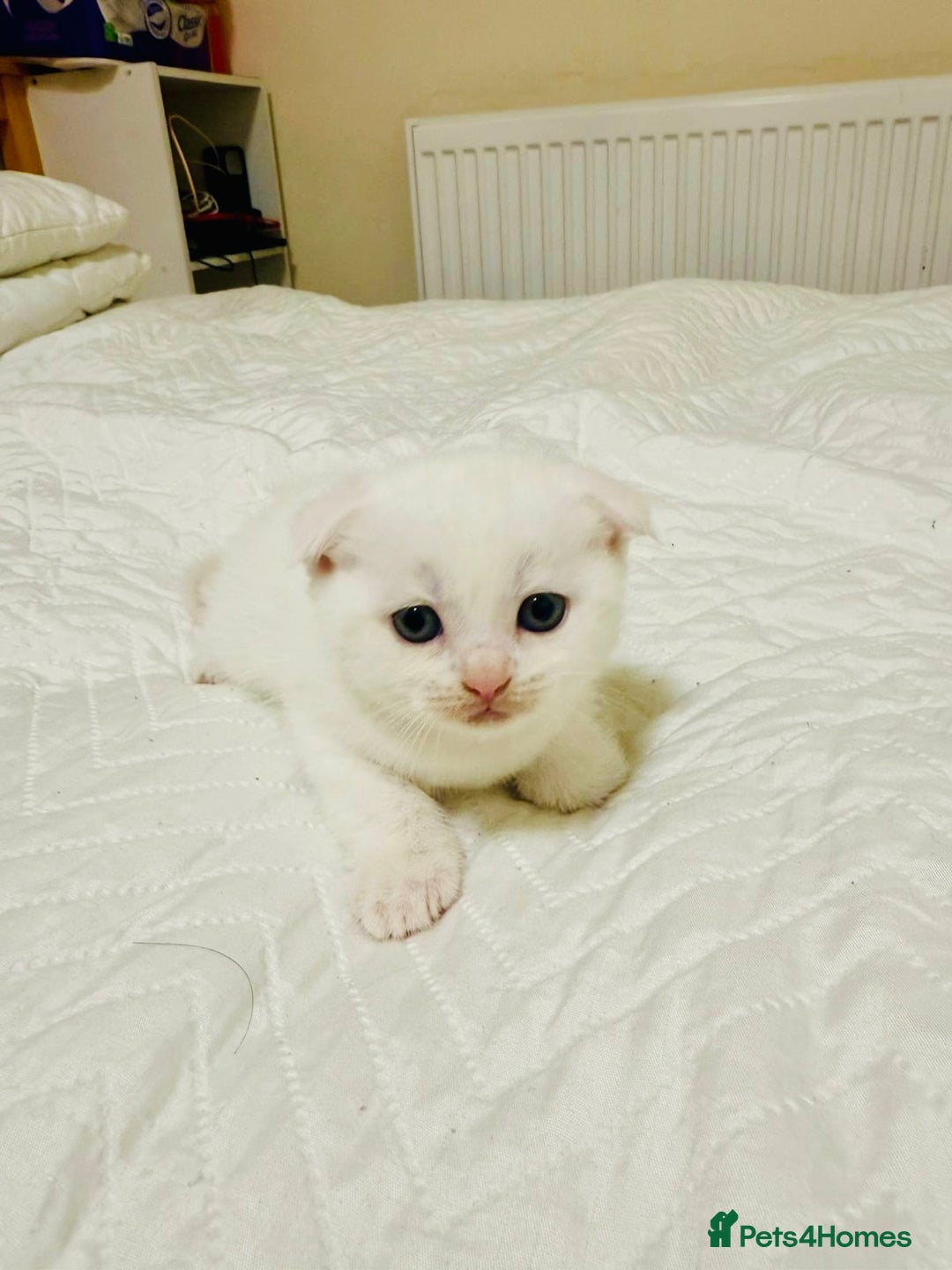 Scottish Fold cats for sale: Scottish Fold & Straight Kittens for Sale - Image 3