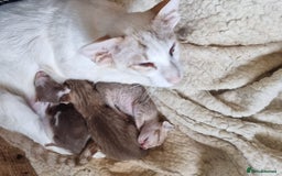 Oriental cats for sale: Stunning chocolate spotty girl - Image 4