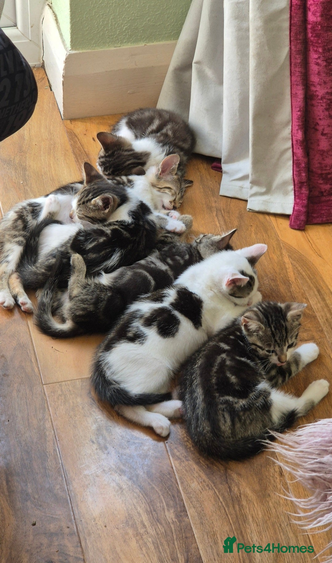 Mixed Breed cats for sale: Adorable 7 Mixed Breed Kittens 🐾 - Image 9