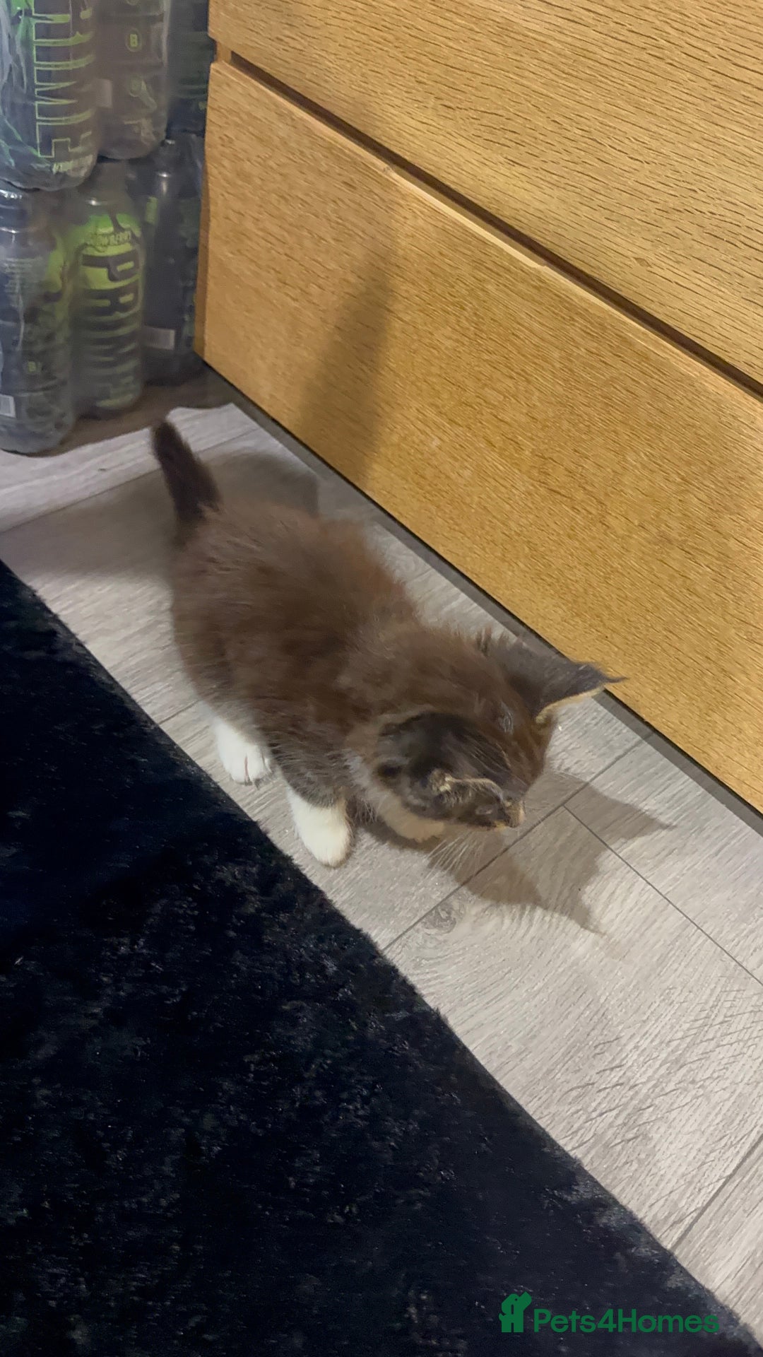 Maine Coon cats for sale: Full Maine Coon for sale - Advert 16